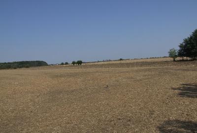 Clinceni-Ordoreanu intre padurea Teghes si Ordoreanu - 10