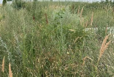 TEREN VIDRA BERCENI 307 MP - 1