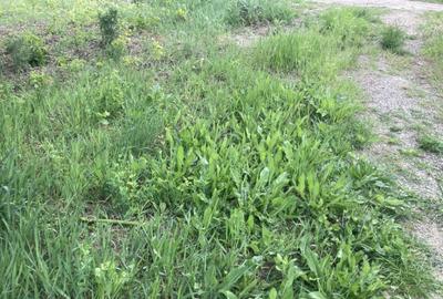 Breazu!600mp! Teren intravilan,toate utilitatile,spatii verz - 2