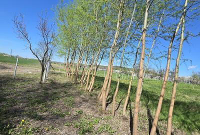 Teren Construcții intravilan de 1300 mp, în Curtișoara - 19