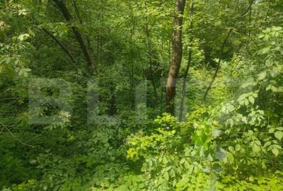 Teren de 5857 mp, în Horodnic - 5