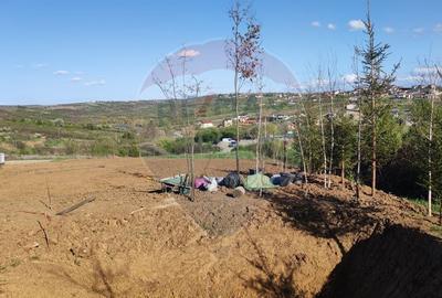 Teren Construcții intravilan de 1200 mp, în Săldăbagiu de Munte - 11