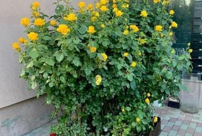 Vila individuala, teren 340 mp, Strada Tuberozelor, Comuna Berceni, If - 11