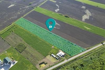 Livada de nuci ?i pruni 2.4ha in Varia?u Mare - 1