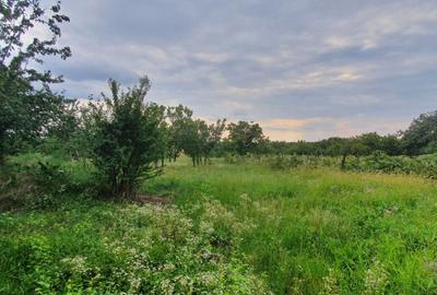 PAULESTI z.Cocosesti- zona buna, P+1E la rosu la 120000 eu PAULESTI z.Cocosesti- zona buna, P+1E la rosu la 120000 eu - 6