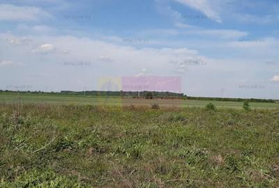 Teren aproape de Bucuresti langa padure între case - 4