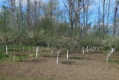 Casă în Osica de Sus - 4