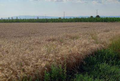 Teren de 12000 mp, în Țintești - 8