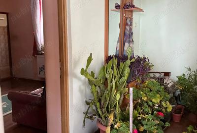 Casă cu 2 camere în Central - 7