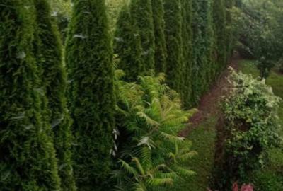 Colt de rai intr-un peisaj de poveste! Casa 4 camere intre D Colt de rai intr-un peisaj de poveste! Casa 4 camere intre D - 17