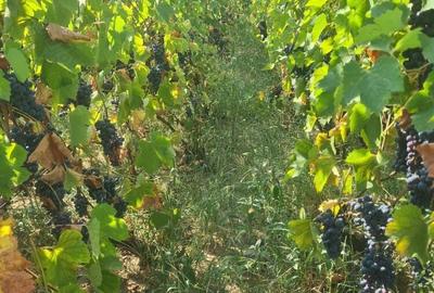 Casă cu 3 camere în Drănic - 9