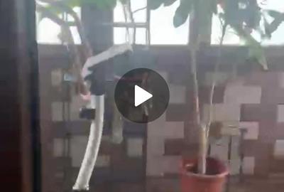 Casă cu 6 camere cu Teren 400 Mp în Bucureștii Noi - 6