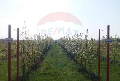Vanzare teren Livada - Ferma Arges - Izbasesti / DN 142 l... - 9