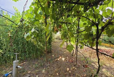 Teren intravilan 633mp in Gradiste - 6