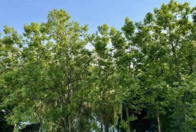 Casă individuală cu 5 camere cu Canalizare în Pipera - 50