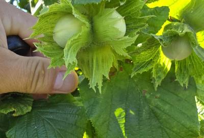 Teren de 10000 mp, în Dorobanți - 10