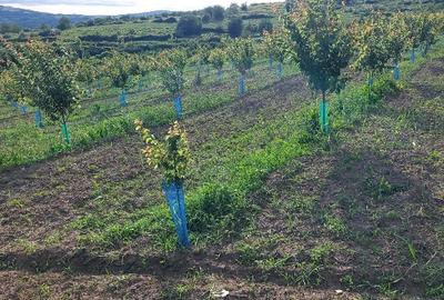 Teren agricol extravilan de 7500 mp, în Lețcani - 1