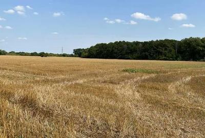 Teren de 4800 mp, în Jilava