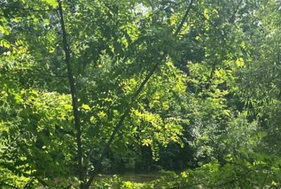 Teren de 10000 mp, în Vicovu de Sus - 5