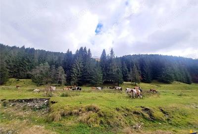 Teren de 4591 mp, în Plaiul Foii - 10