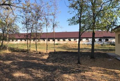 Ferma complet utilată – 30 ha teren comasat cu 11.500mp grajduri renovate Timiș - 2