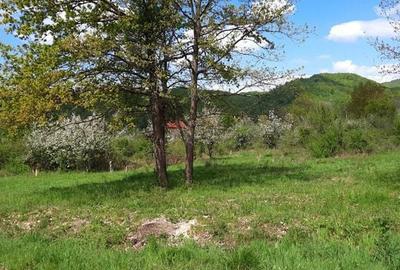 Teren de 1100 mp, în Tăuții-Măgherăuș - 2