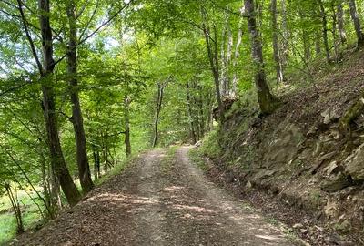 Teren extravilan de 8200 mp, în Ciucea - 8