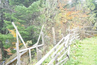 Busteni-Teren intravilan situat in Valea Alba in apropiere de partie - 8