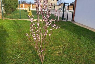 Casă cu 4 camere în Cuca - 7