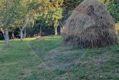 Teren Construcții intravilan de 4972 mp, în Bertea - 5