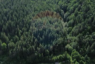 Teren spectaculols de vanzare la baza Muntelui Iezer 11.546 mp c - 8