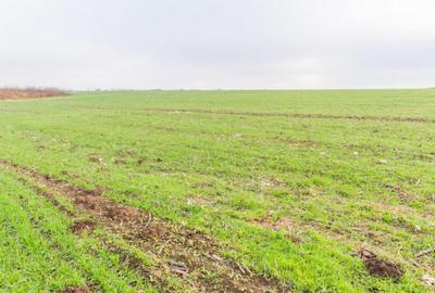 CERNICA - POSTA - TEREN INTRAVILAN CONSTRUCTII 15000 MP! - 5