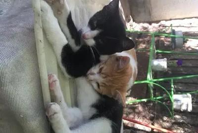 Casă cu 3 camere cu Teren 1152 Mp în Bivolari - 3