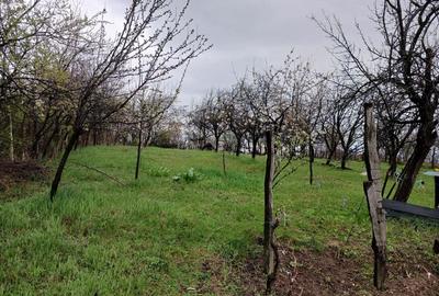 Teren de 1250 mp, în Păulești - 6