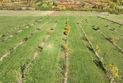 Teren intravilan de 13965 mp, în Aușeu - 7