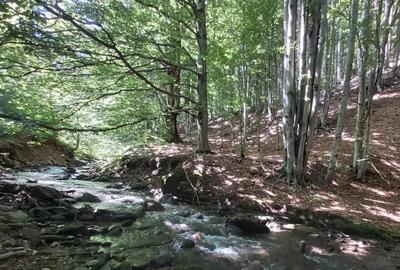 Teren de 1266 mp, în Cheile Râșnoavei - 11