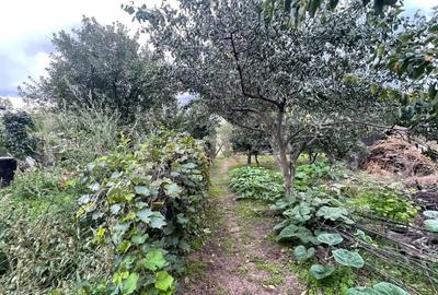 Casa si teren de 2368 mp , Zona Calea Bucuresti - 3