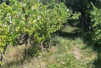 Casă cu 3 camere în Suplacu de Barcău - 1