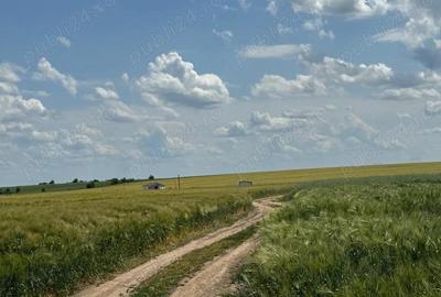 Vanzare Teren Rezidential Cernica Balaceanca 4000mp - 9