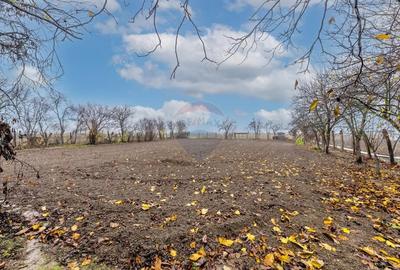 Casa cu anexe si teren de 759mp in Misca - 11