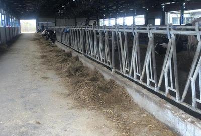 Vand ferma cu vaci - 2