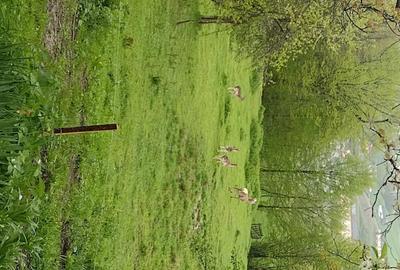 Casă cu Teren 11196 Mp în Central - 1