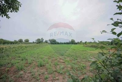Casă cu 3 camere cu Teren 3205 Mp în Sânnicolau Român - 7