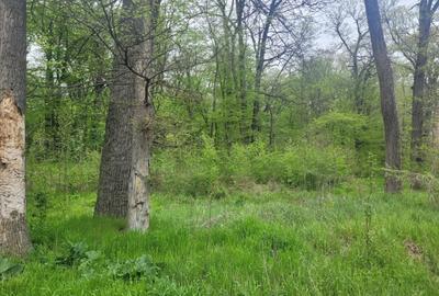 SUPER  OCAZIE TEREN 4000MP DE VANZARE IN SNAGOV CU DESCHIDERE LA LACUL SNAGOV - 16