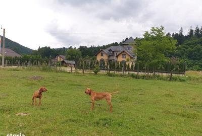 Teren de 1267 mp, în Cristian - 2