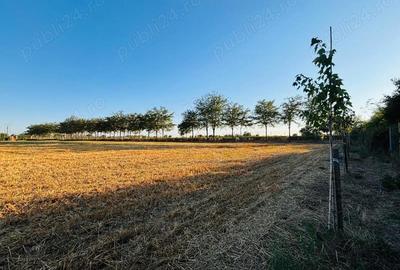 Teren în Lilieci - 4