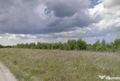Teren de 5000 mp, în Măgurele - 3