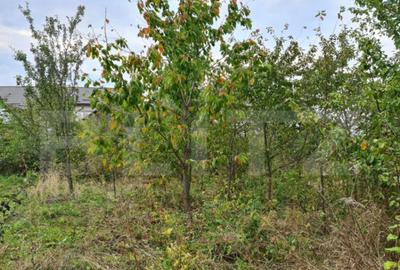 Case individuale, 300mp util,3000mp teren, zona Serbauti - 5