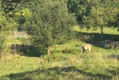 Casa veche + teren intravilan Rahau, Sebes 2387 mp Nu agenție - 2