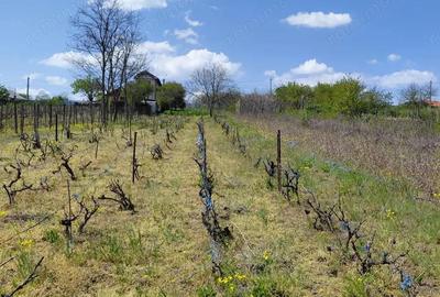 Teren de 3250 mp, în Central - 4